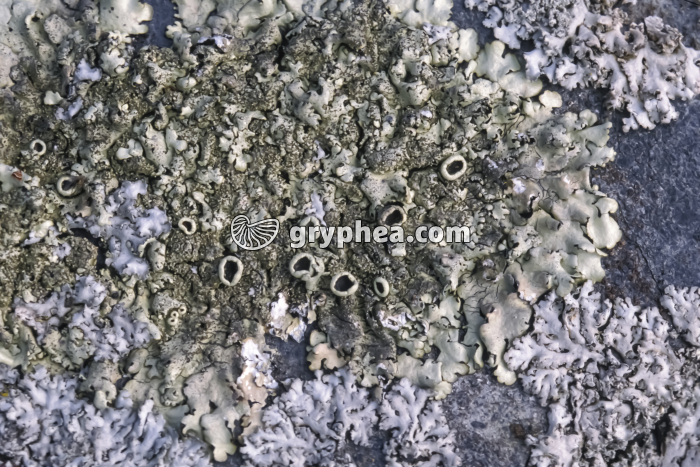 Parmélie - lichen (avec apothécies) - gryphea.com